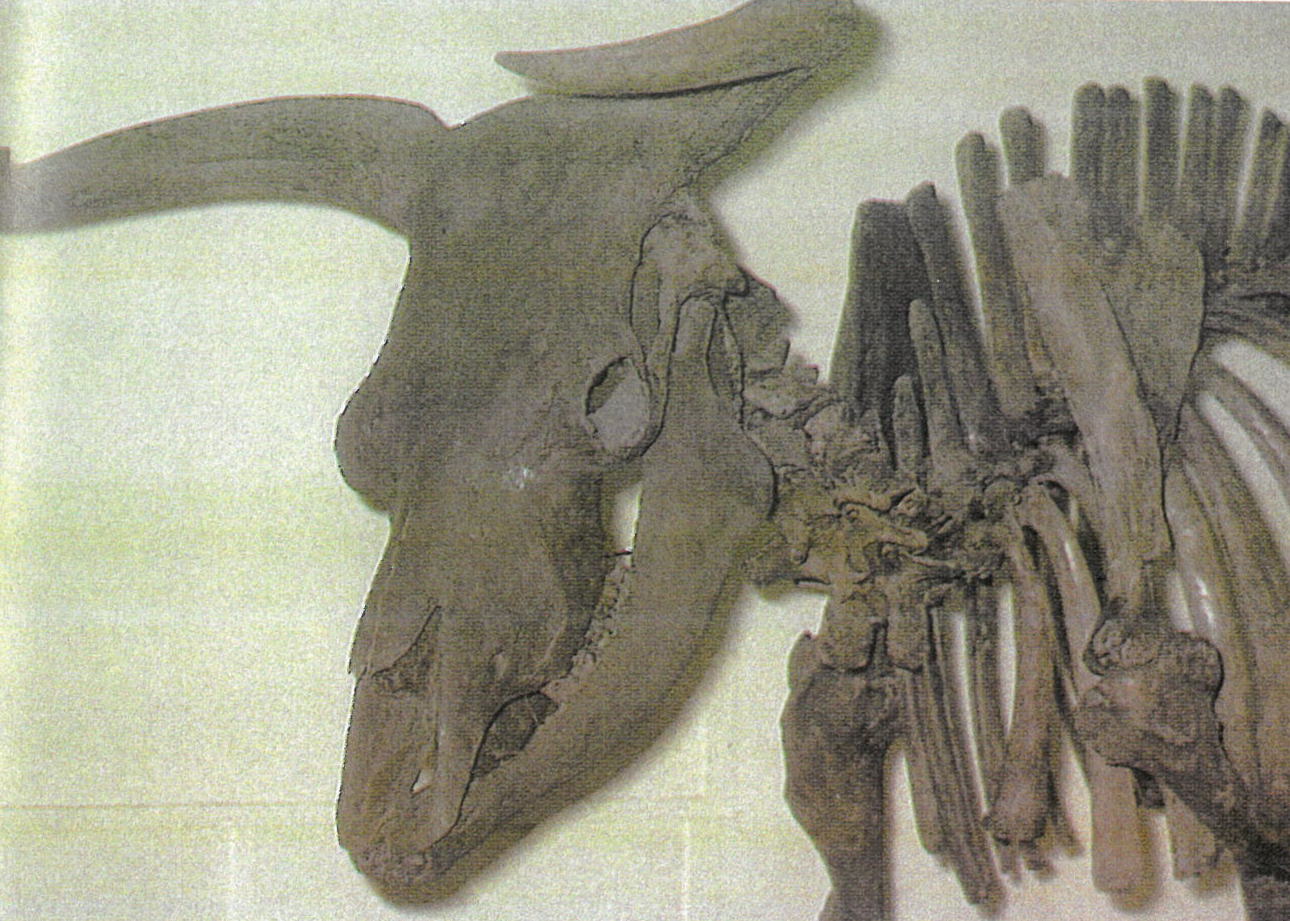 1627年に絶滅したオーロックスの骨格標本