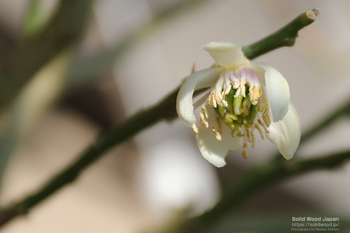 仏手柑（ぶっしゅかん）の花