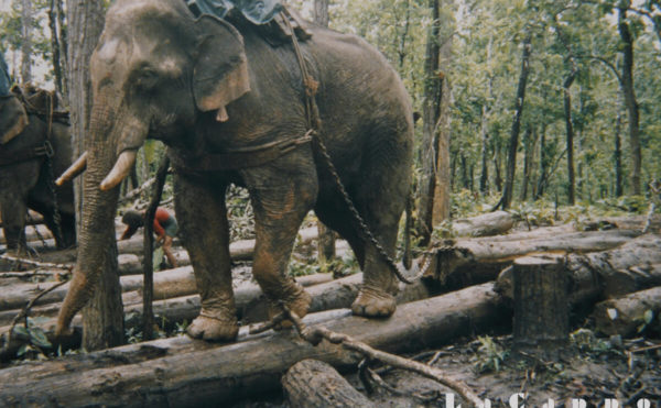 伐採地での”象”使い