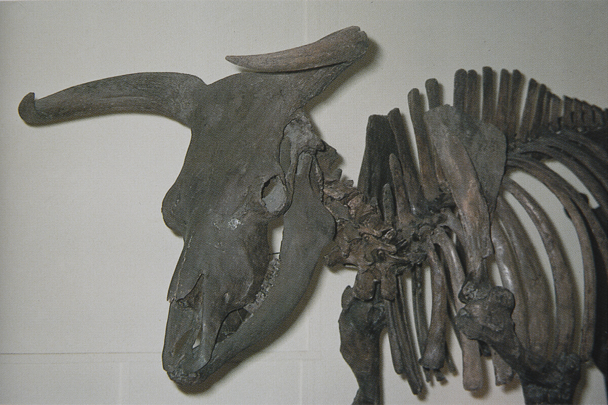 ヨーロッパ全土に生息していたオーロックスの骨格標本