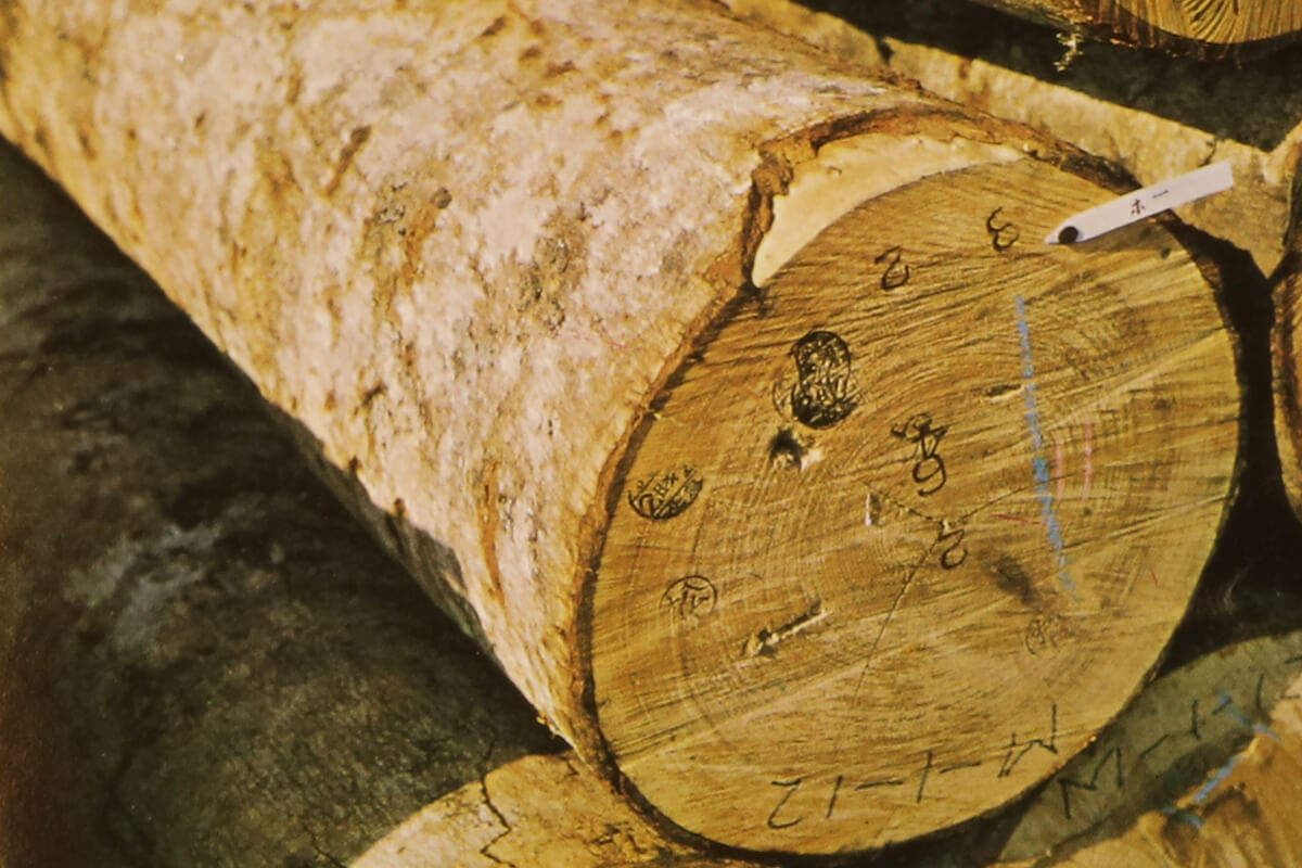 木材市場に出品された朴の小中径木