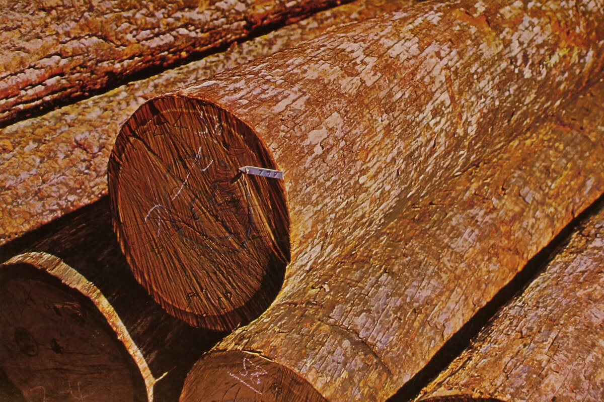 木材市場に並ぶアサダの原木（げんぼく）