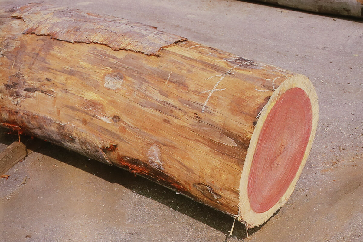 木材市場に並ぶパープルハートの原木（げんぼく）